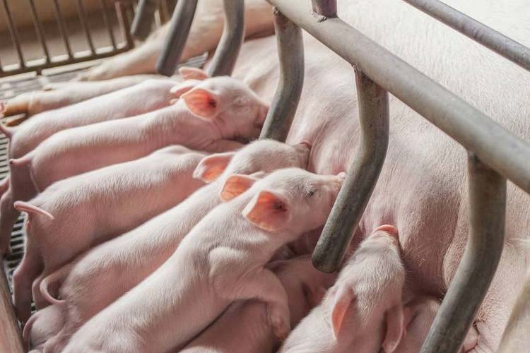 健康和經濟：肉豬養殖環境除濕