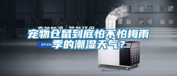 寵物倉鼠到底怕不怕梅雨季的潮濕天氣？