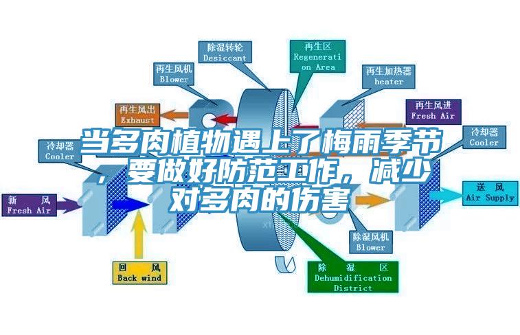 當多肉植物遇上了梅雨季節，要做好防範工作，減少對多肉的傷害