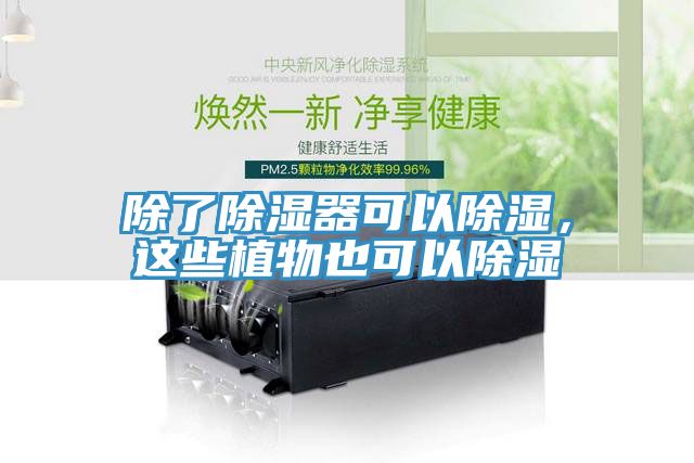 除了除濕器可以除濕，這些植物也可以除濕