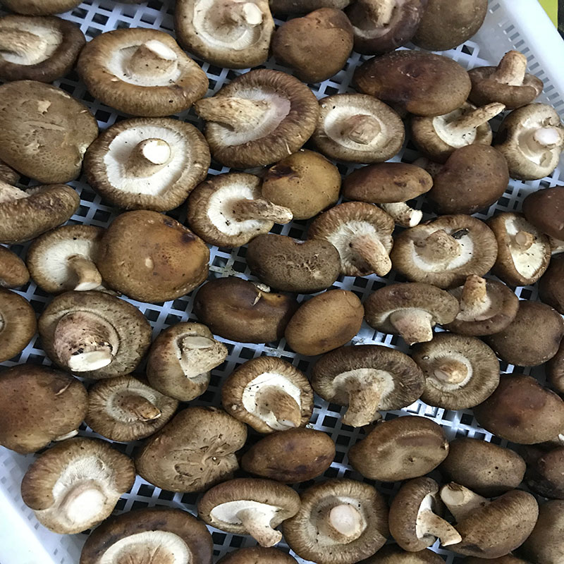 湖北省京山縣的菇農代表選用深夜在线视频深夜在线视频食用菌烘幹機模塊即香菇烘幹機